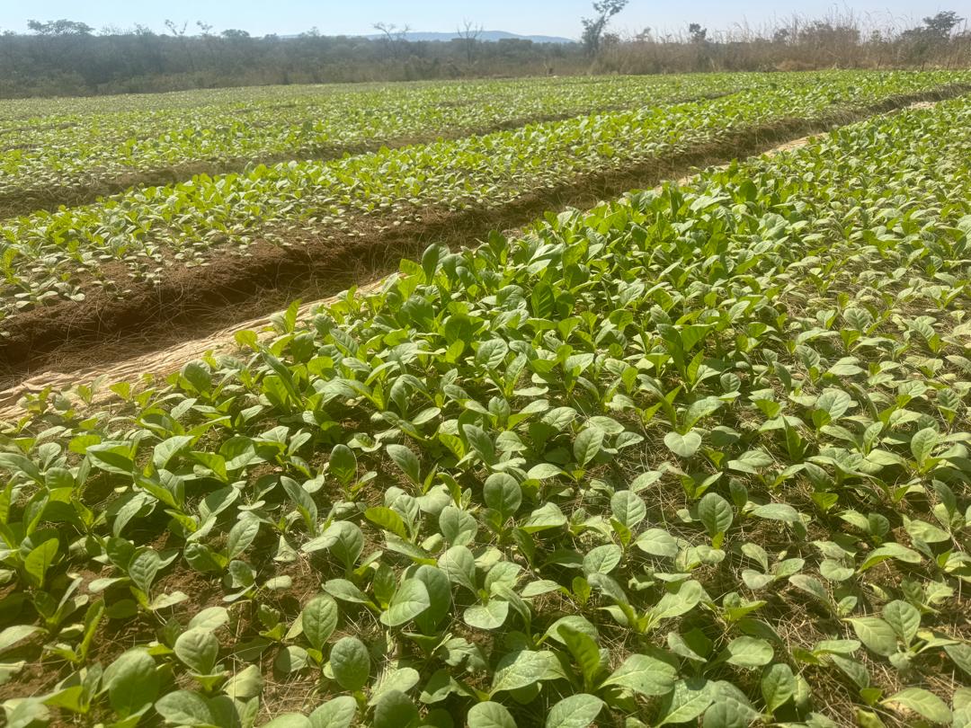 Healthy early-stage crops across the Nyadora Farm production fields in Mashonaland East